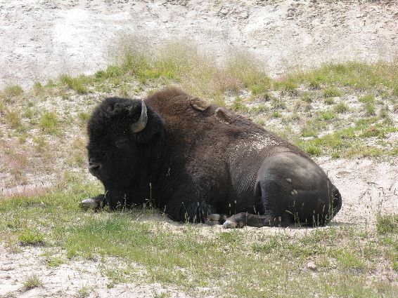 Buffalo in Yellowstone