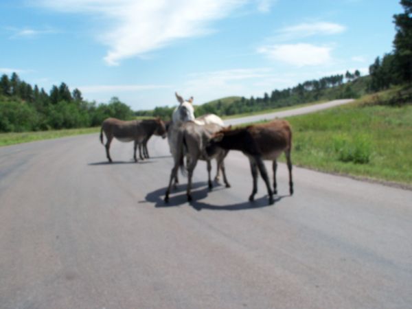 Always an ass on the road somewhere!