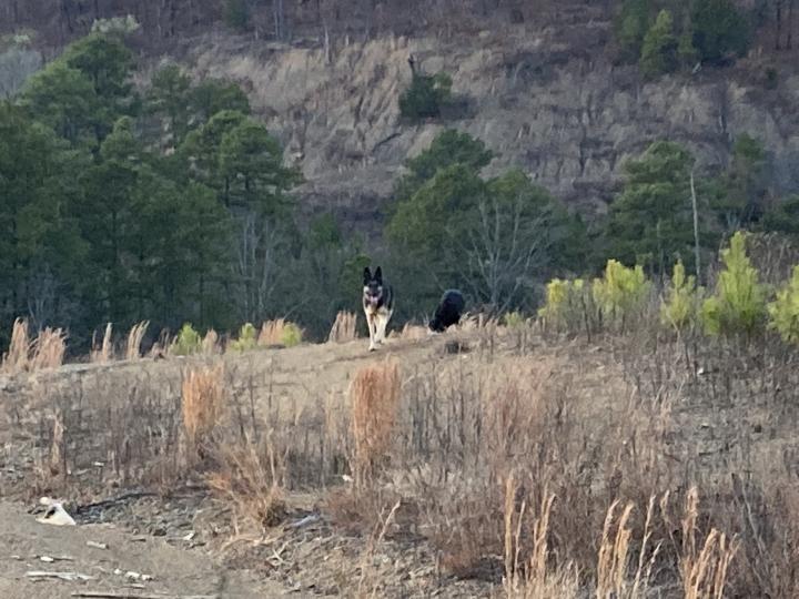 dogs out for a run 