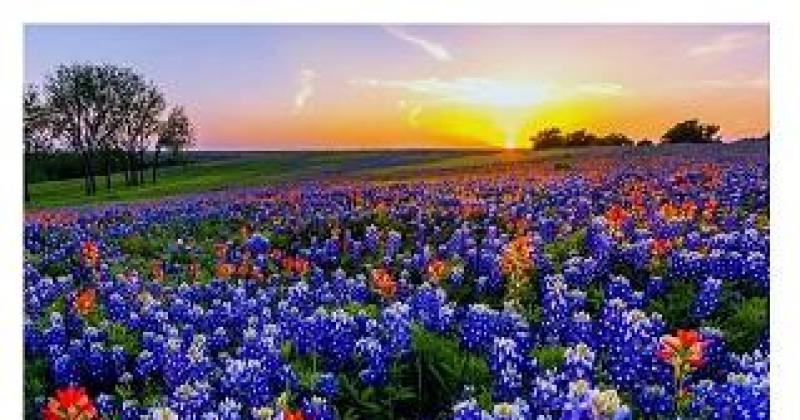 Bluebonnet Ride