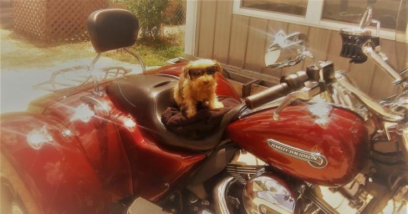 Real Rally Biker Blowout